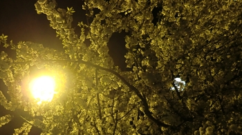 Frühlingsnacht, 2015